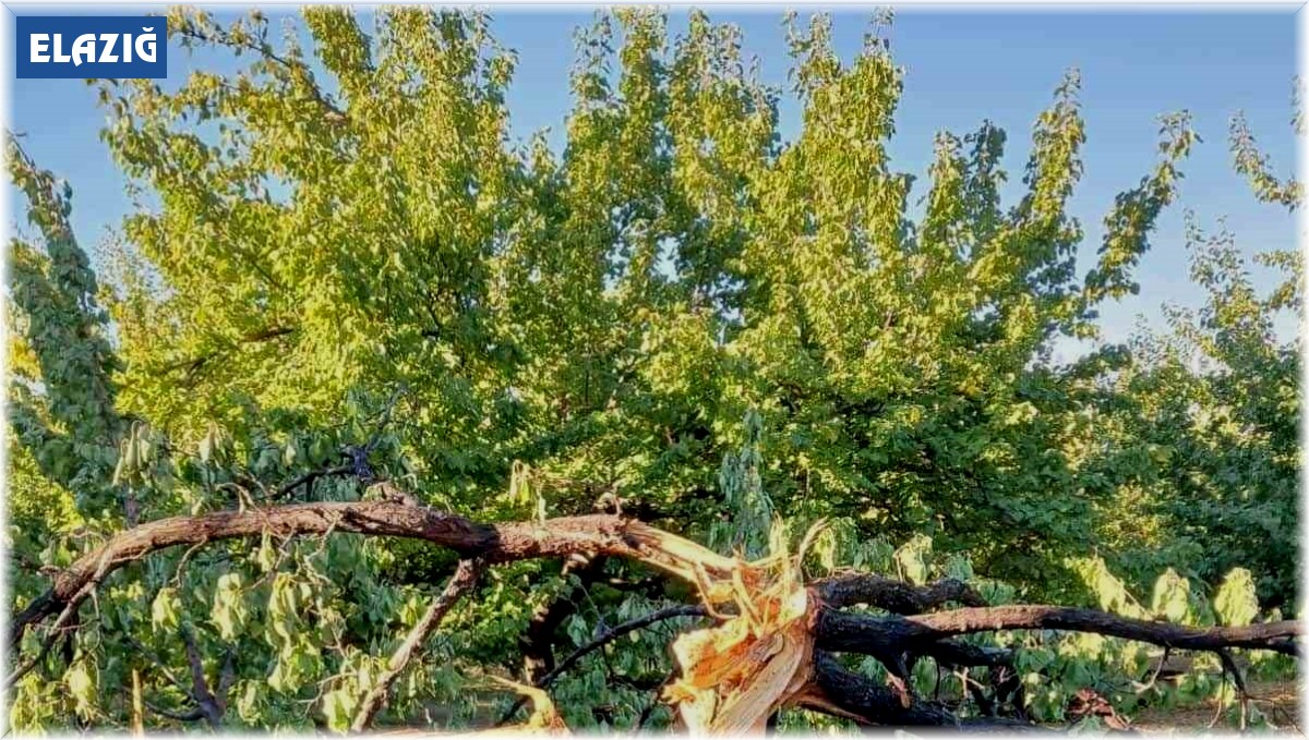 Yıldırımın isabet ettiği ağaç ikiye ayrıldı