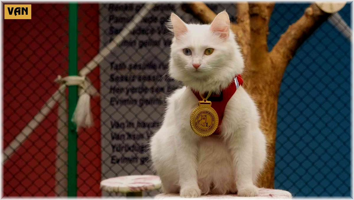 Yılın en güzel Van kedisi 'Mia' ilgi odağı