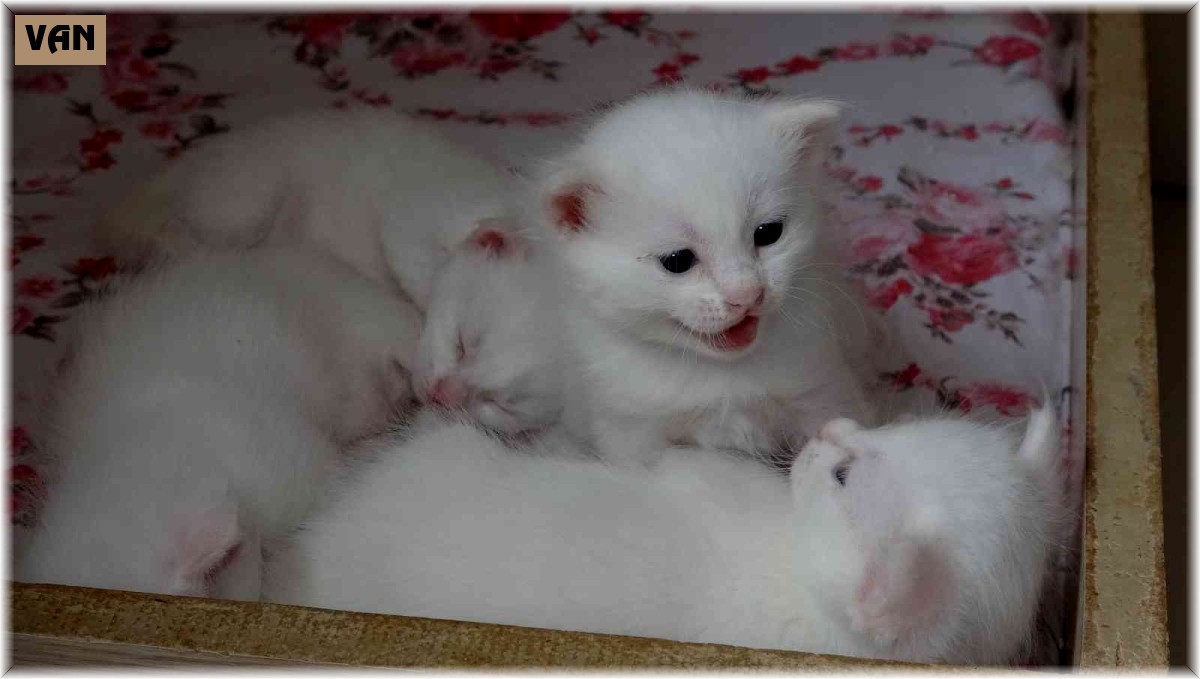 Yılın en güzel Van kedisinin sevimli yavruları