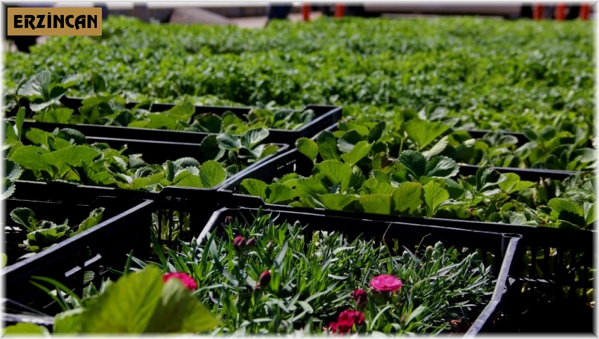 Yılın ilk fideleri seralardan çıkmaya başladı