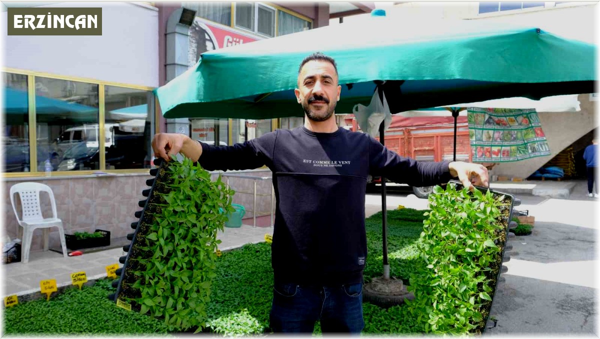 Yılın ilk fideleri seralardan tezgahlara taşındı