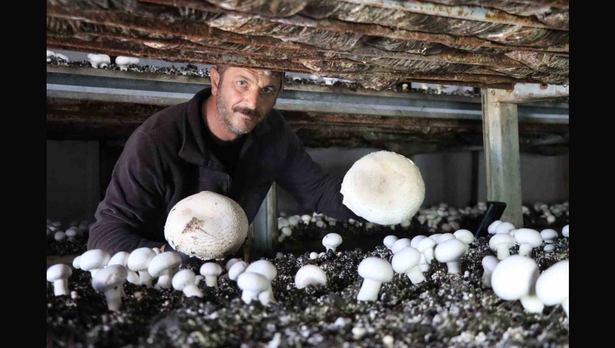 Yılın son mantar hasadı başladı