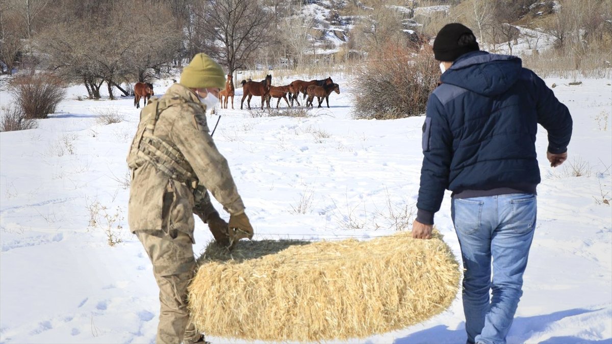 Yılkı atları ve yaban hayvanları için Munzur Dağı'na yem bırakıldı