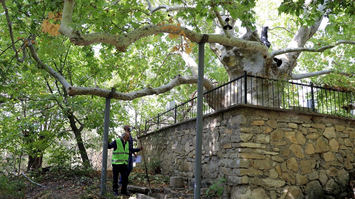 Yıllara meydan okuyan "anıt ağaçlara" özel bakım