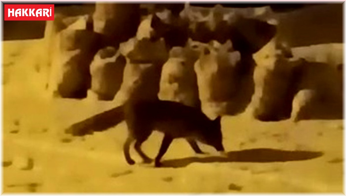 Yiyecek arayan tilki ilçe merkezine indi