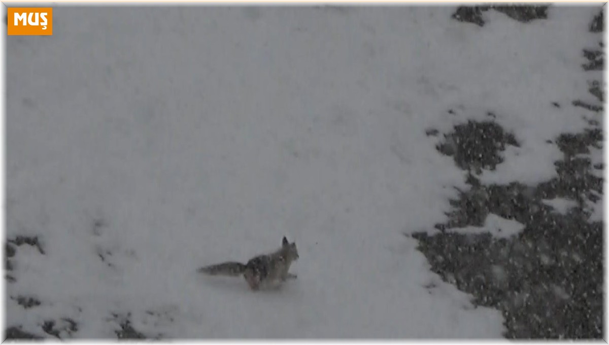 Yiyecek arayan tilki köye indi