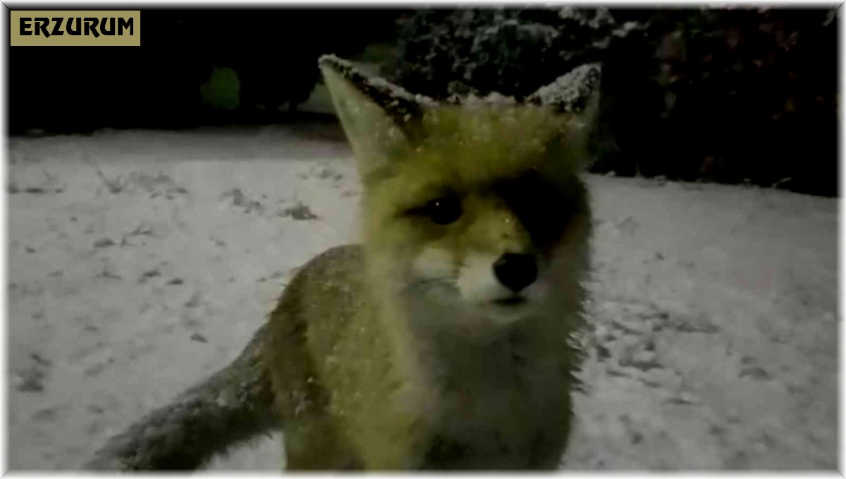 Yiyecek arayan tilkinin meraklı halleri gülümsetti