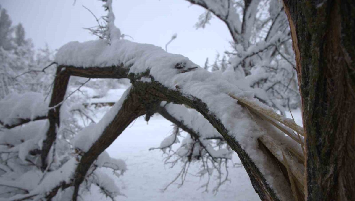 Yoğun kar yağışı Harput'ta çok sayıda ağacın dallarını kırdı