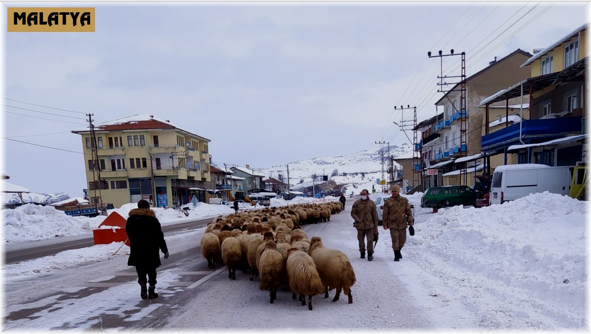 Yoğun kar yayladaki sürüleri yerinden etti