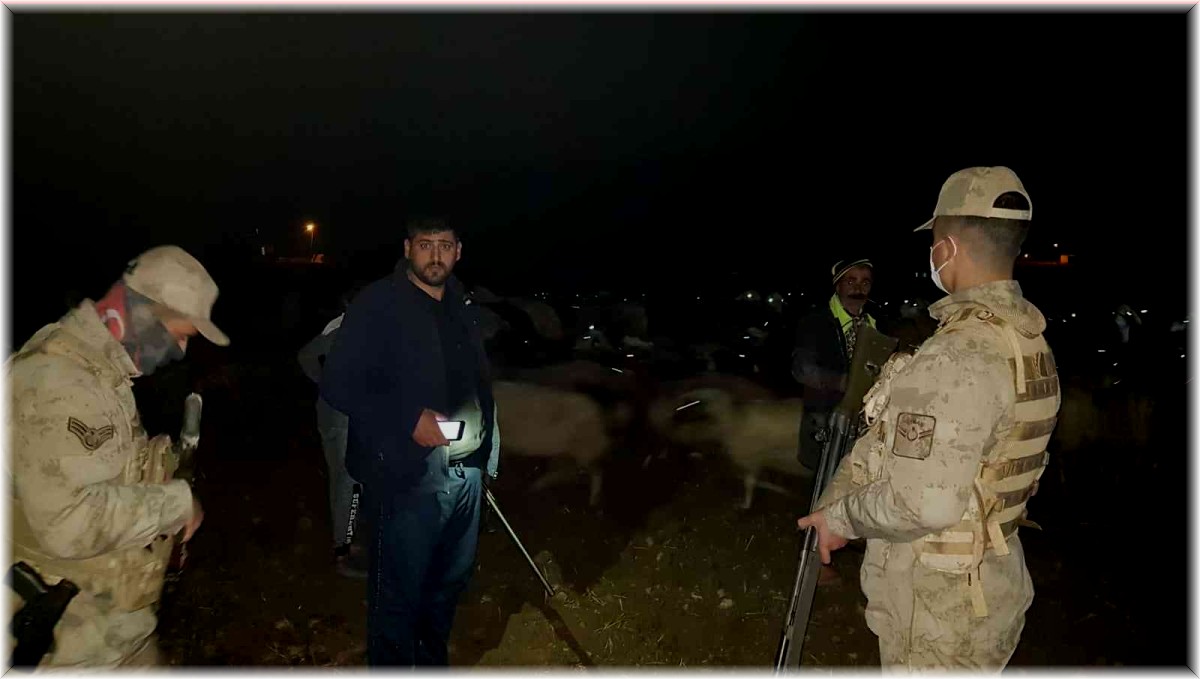 Yoğun siste kaybolan 400 koyun, jandarma ekipleri tarafından bulundu