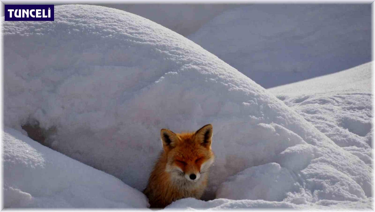Yol kenarına yuva yapan tilkiyi vatandaşlar besliyor