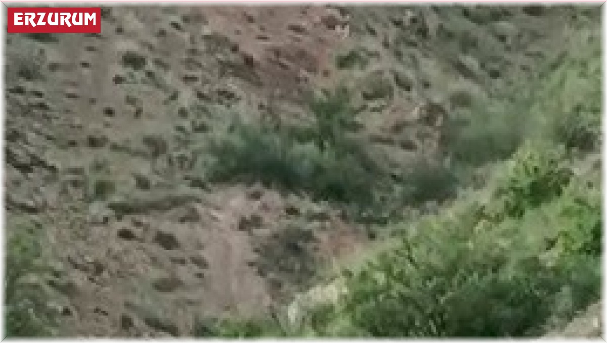 Yol kenarındaki ayı, sürücülerin ilgi odağı oldu