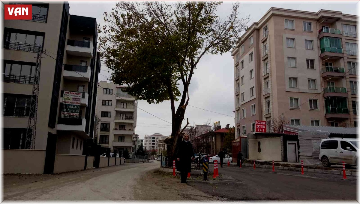 Yol ortasında kalan asırlık ağaç korumaya alındı