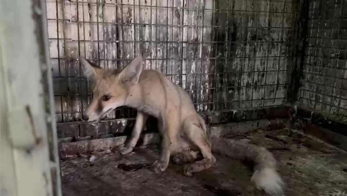 Yol ortasında yaralı olarak bulunan tilki tedavi altına alındı