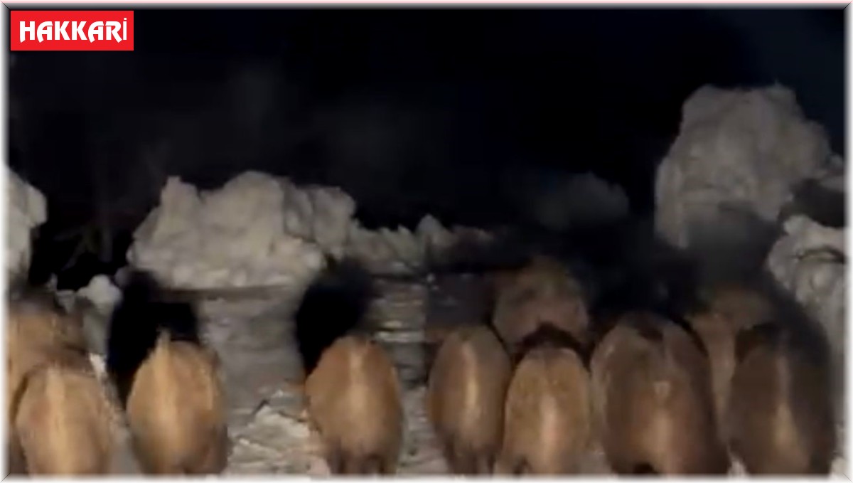 Yola çıkan domuz sürüsü kameraya yansıdı