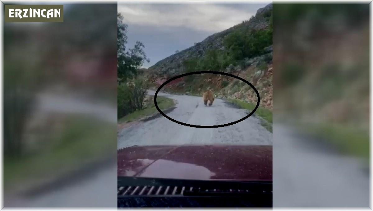 Yola inen bozayı görüntülendi