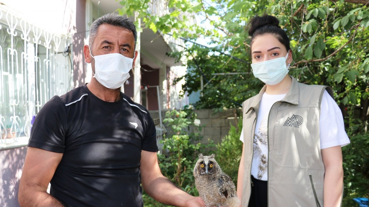 Yolda bulduğu yavru baykuşu önce besledi sonra yetkililere teslim etti