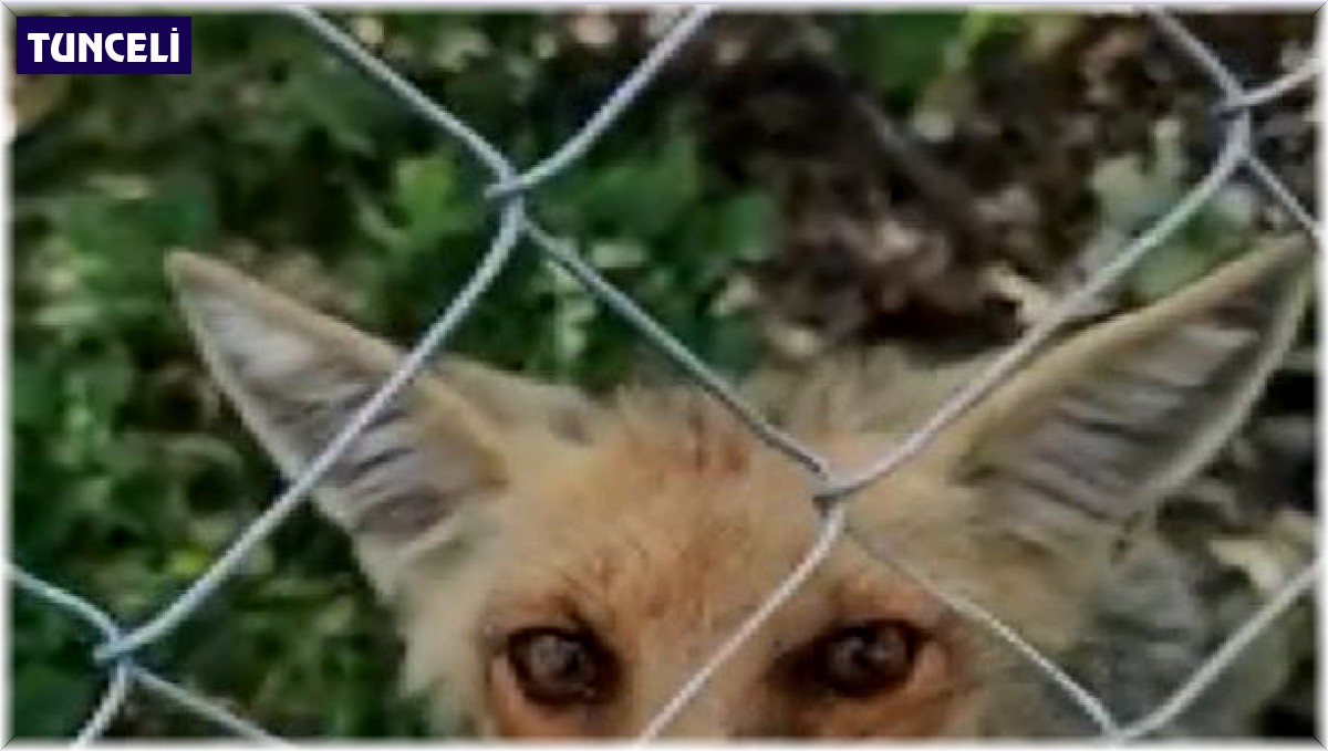 Yolda denk geldiği tilkiye elleriyle ekmek yedirdi