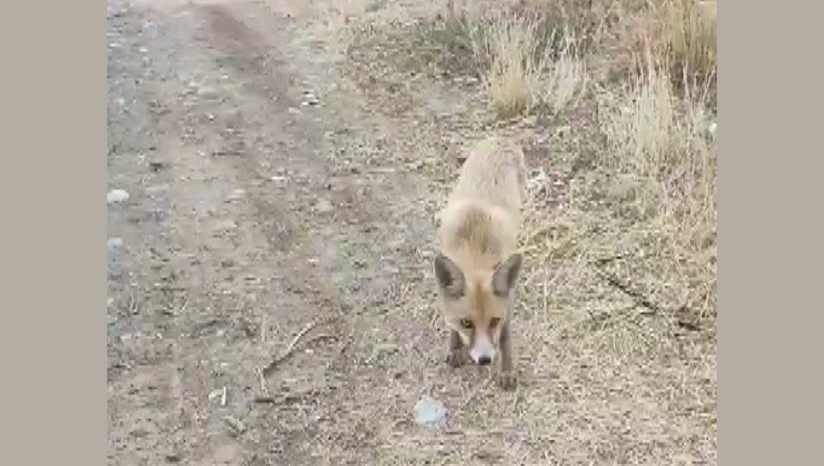 Yolda karşısına çıkan tilkiyi çerezle besledi