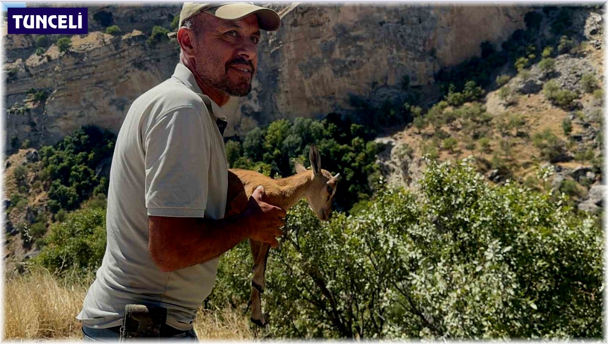 Yolunu kaybeden dağ keçisi, doğal yaşam alanına bırakıldı