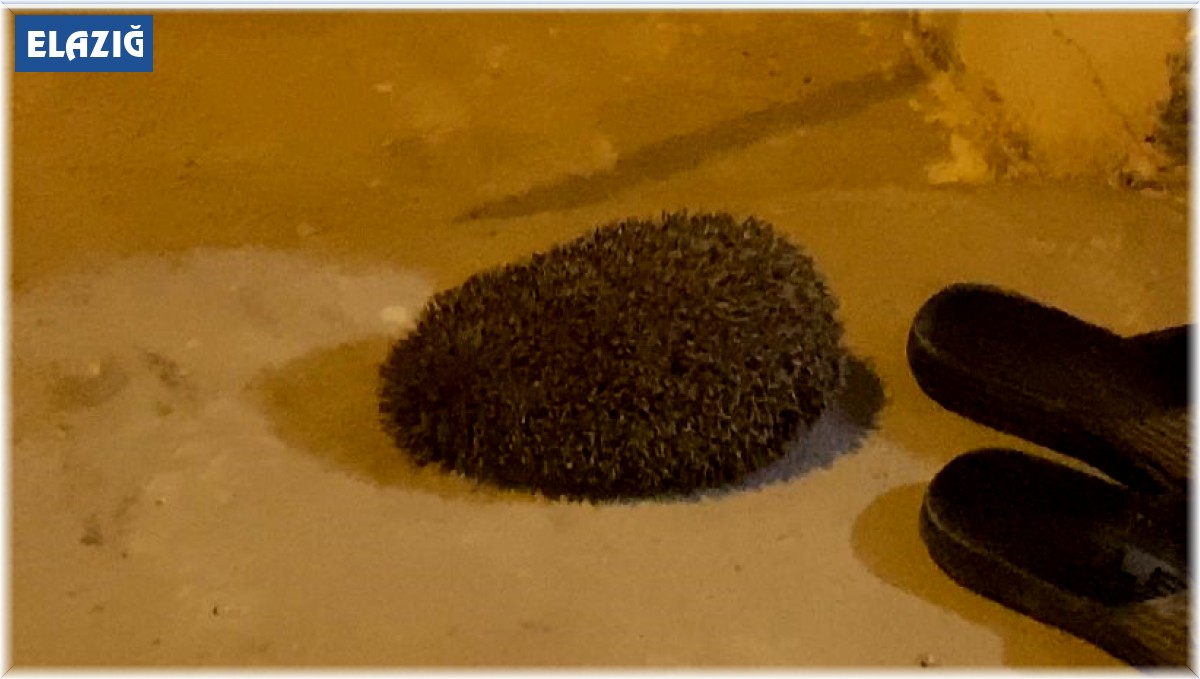 Yolunu kaybedip eve giren kirpi, tekrar doğaya bırakıldı