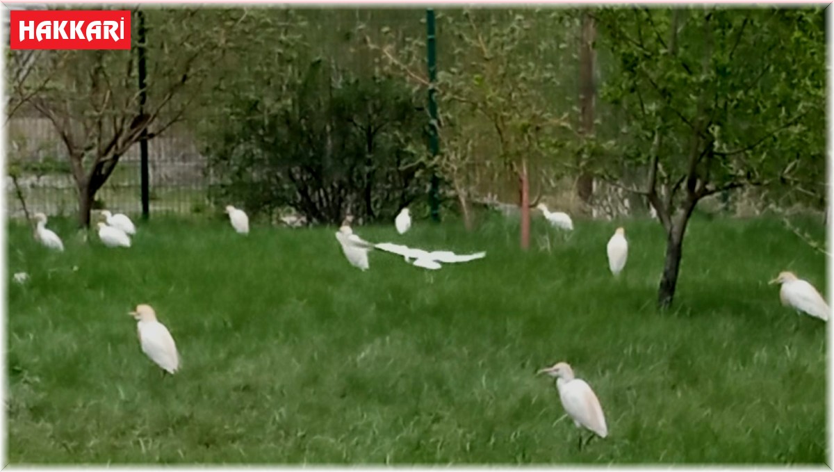 Yolunu şaşıran göçmen kuşları işyeri bahçeye kondu