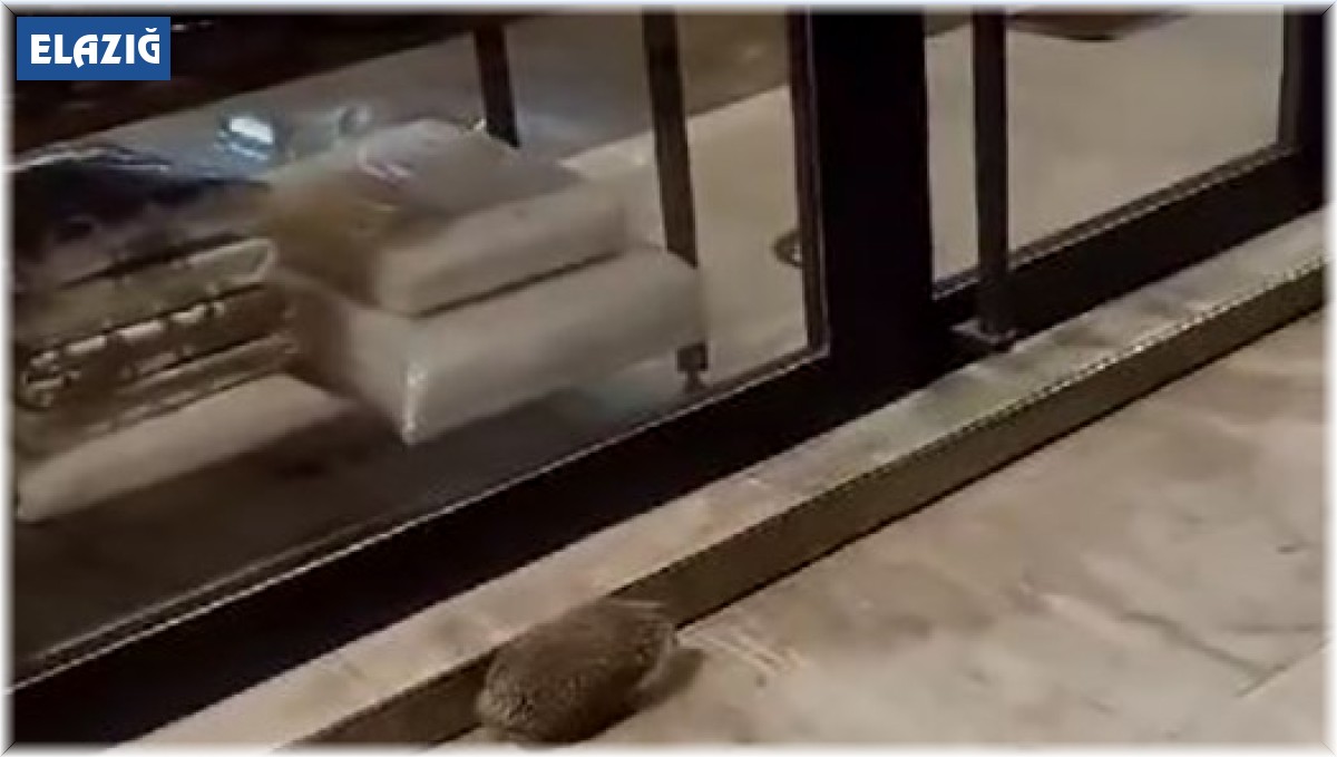 Yolunu şaşıran kirpi kaldırımda dolaştı