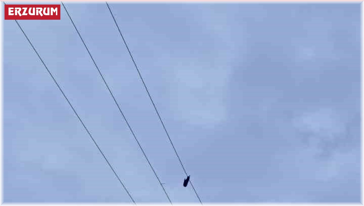 Yüksek gerilim hattına takılan güvercin ekipler tarafından kurtarıldı