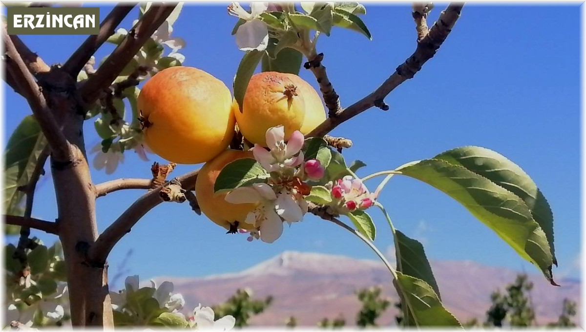 Yüksek kesimlere kar yağarken çiçek açan elma ağacı şaşırttı