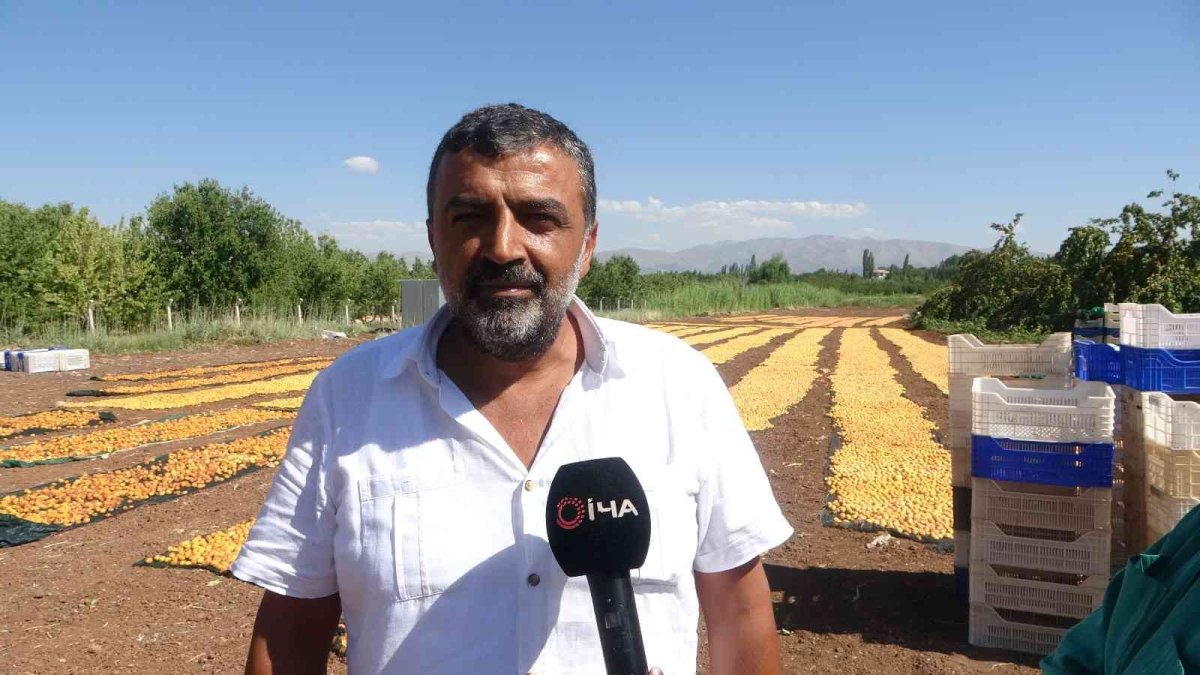 Yüksek rekolte ile sevinen kayısı üreticisi işçi bulamıyor