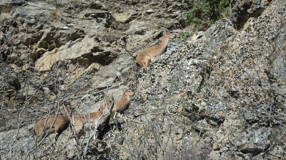 Yükseklerde ot bulamayan Munzur'un yaban keçileri düze indi