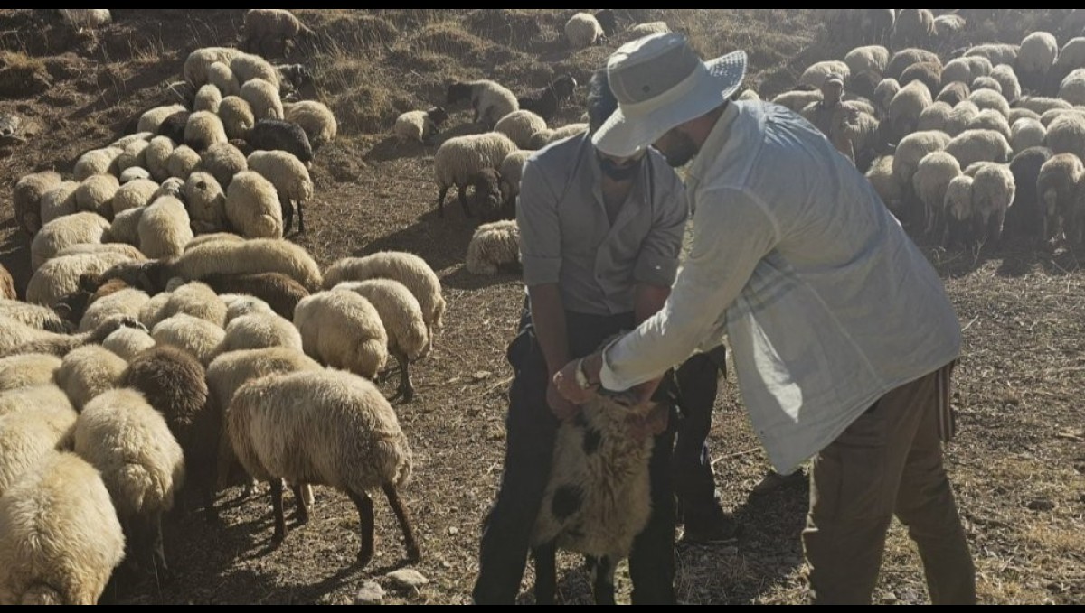 Yüksekova'da 62 köyde aşı ve kimliklendirme çalışması yapıldı