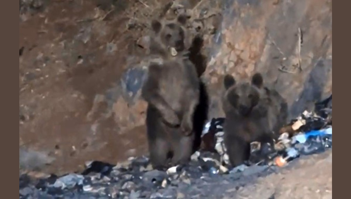 Yüksekova'da aç ayılar şantiye çöplüğüne indi