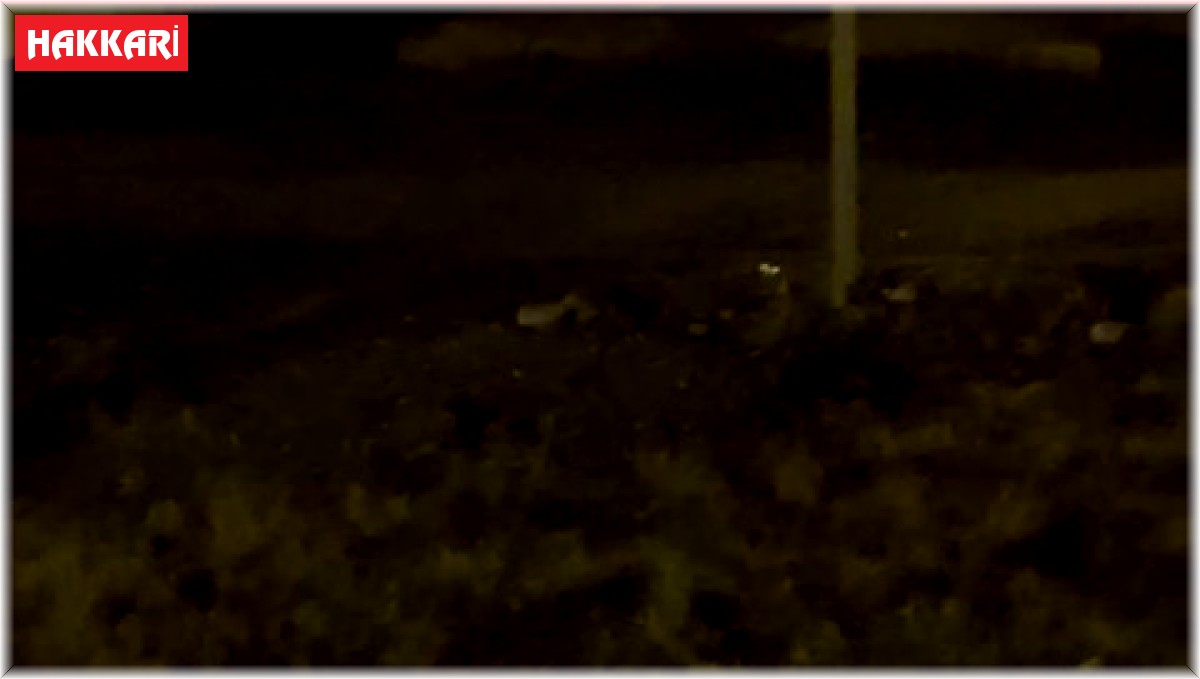 Yüksekova'da aç kalan kurt mahalleye indi