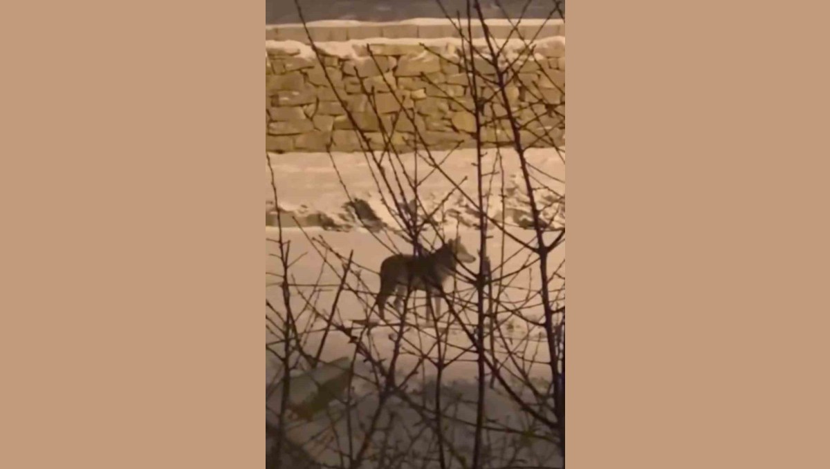 Yüksekova'da aç kalan kurt mahalleye indi