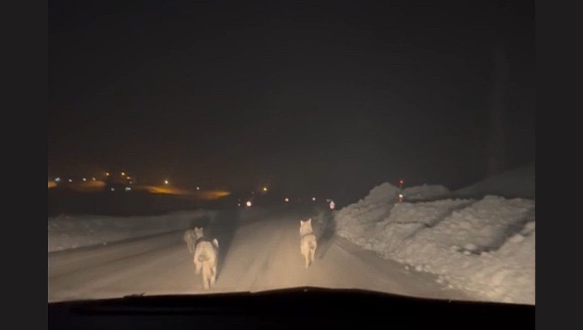 Yüksekova'da aç kalan kurt sürüsü köy yoluna indi