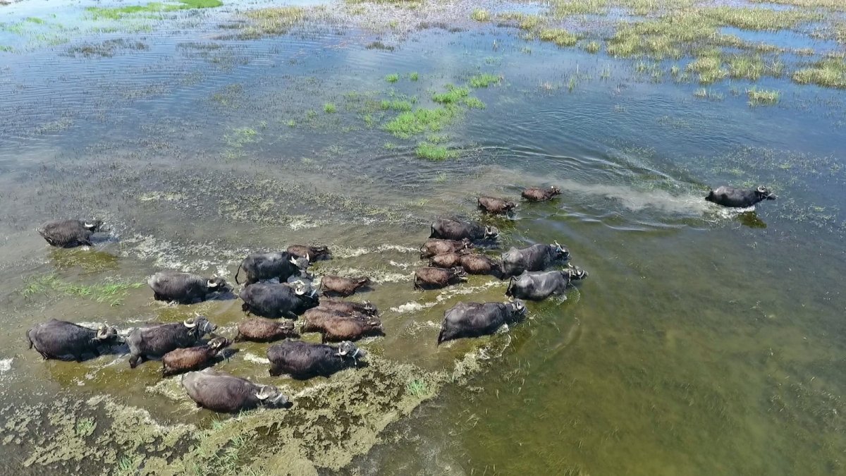Yüksekova'da Afrika'yı andıran görüntüler