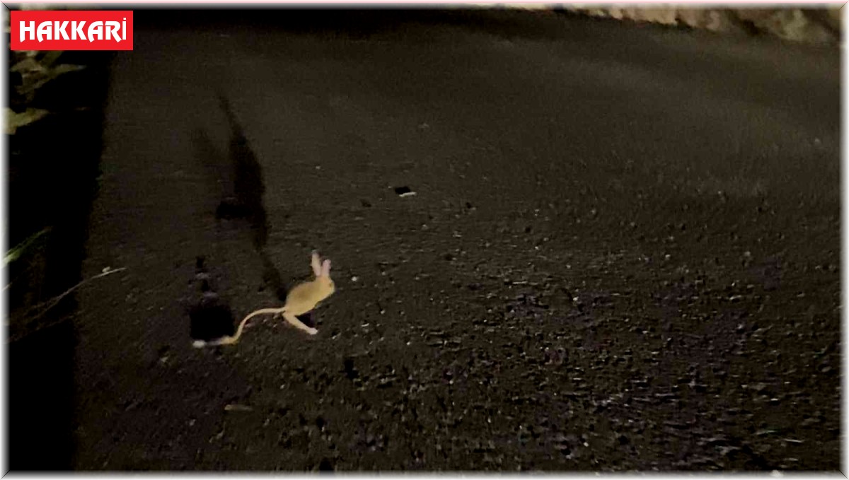 Yüksekova'da 'Arap Tavşanı' görüntülendi