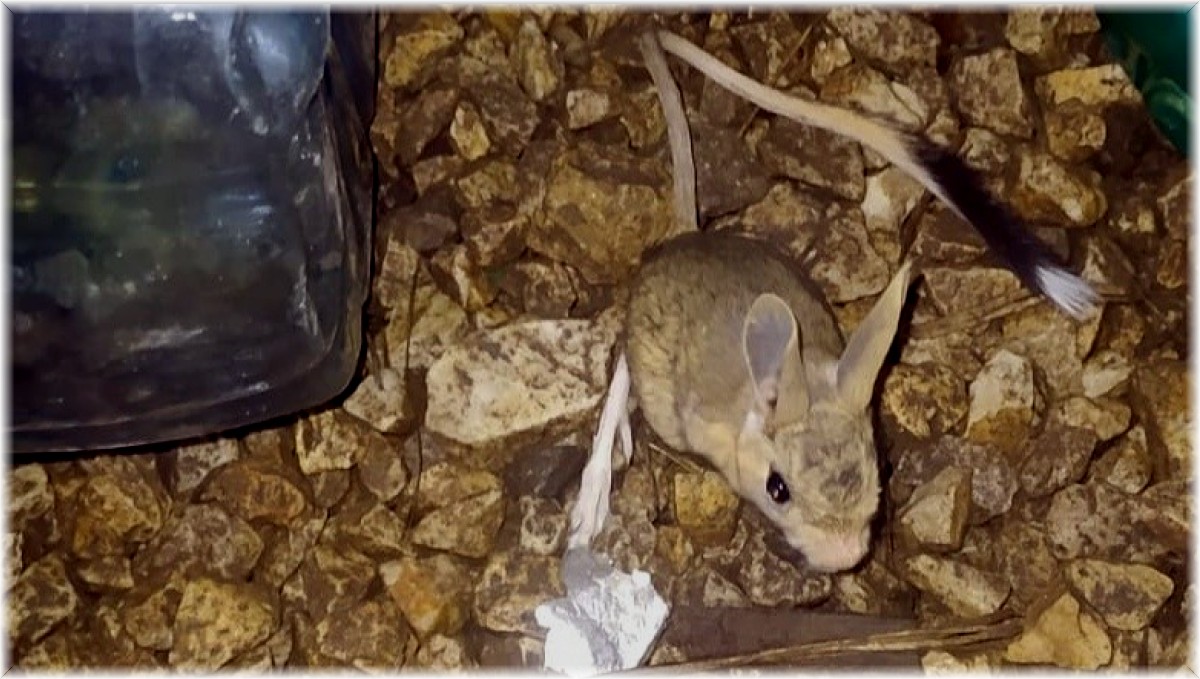 Yüksekova'da Arap tavşanı görüntülendi