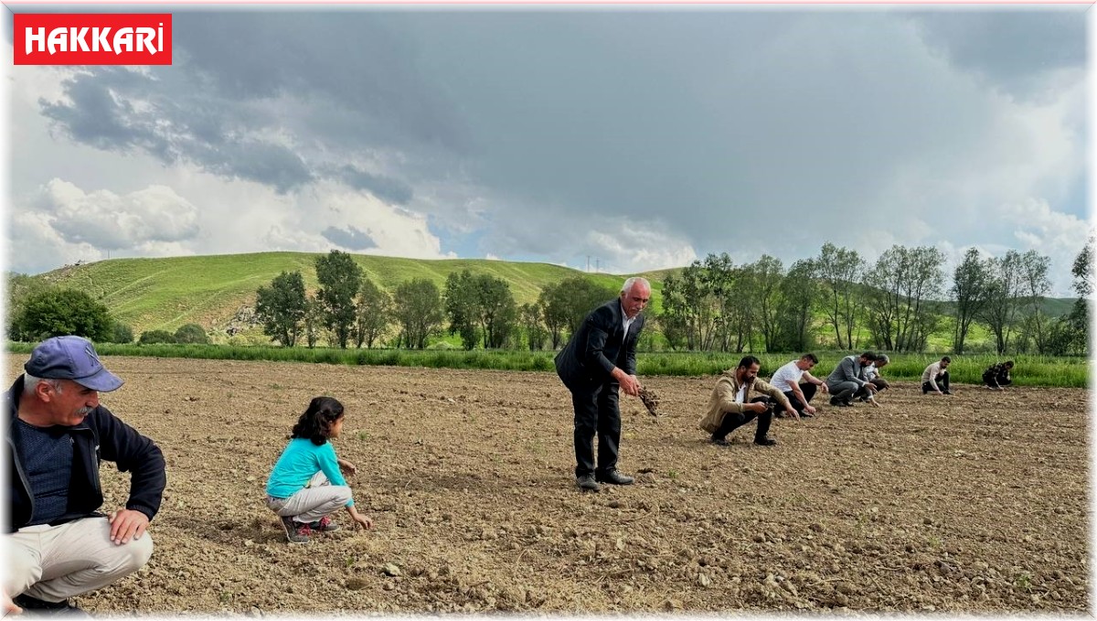 Yüksekova'da ayçiçeği ekimi