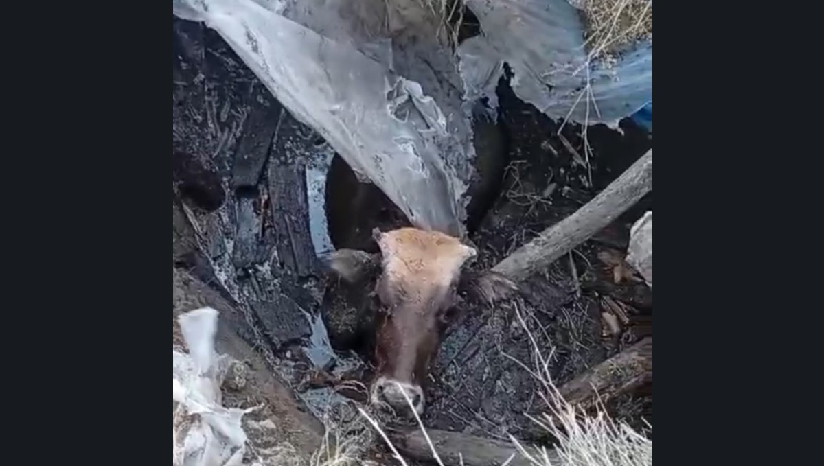 Yüksekova'da bataklığa saplanan ineği itfaiye ekipleri kurtardı