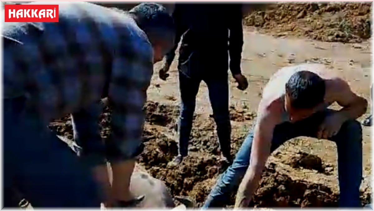 Yüksekova'da bataklığa saplanan ineği itfaiye kurtardı