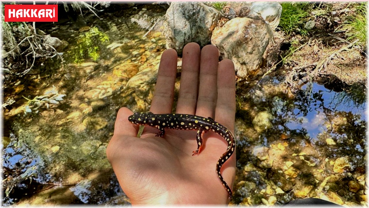 Yüksekova'da benekli semender görüntülendi