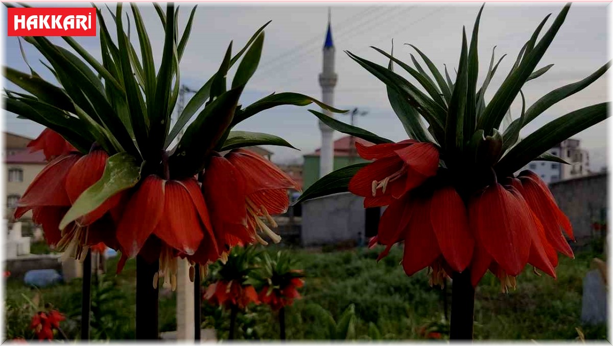 Yüksekova'da bir aylık ömürleri olan ters laleler çiçek açtı