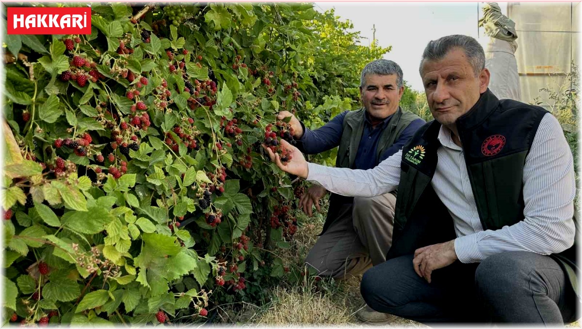 Yüksekova'da böğürtlen bereketi