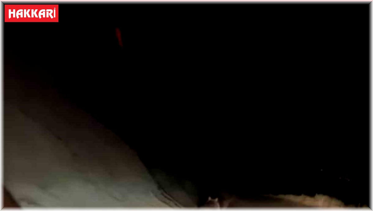 Yüksekova'da boz ayı görüntülendi