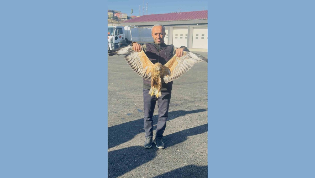 Yüksekova'da bulunan yaralı baykuşu tedavi altına alındı