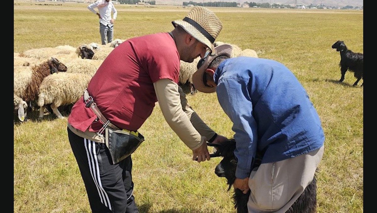 Yüksekova'da büyük ve küçükbaş hayvanları aşılama ve küpeleme çalışmaları devam ediyor