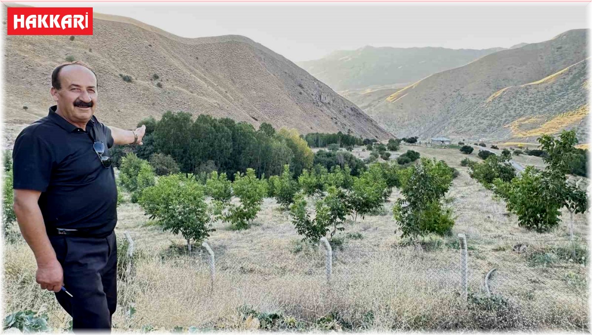 Yüksekova'da çiftçilerin tercihi ceviz ağacı