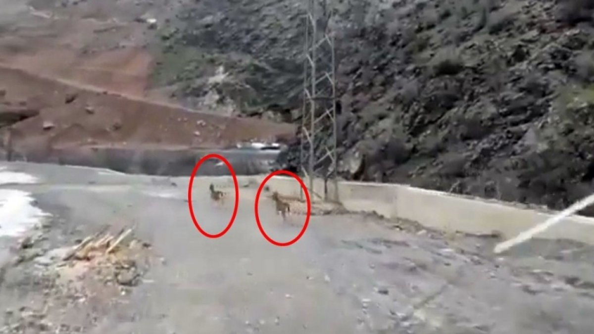 Yüksekova'da dağ keçileri görüntülendi